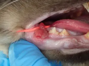 closeup of cat's mouth with a large pyogenic granuloma