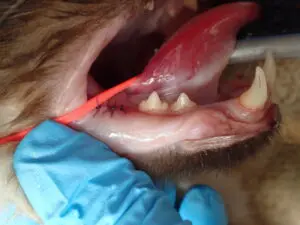 close up of cat's mouth after surgical removal of the granuloma and upper premolar