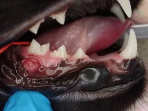 close up of cat's mouth with a pyogenic granuloma at the right lower jaw