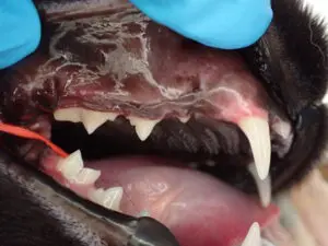 close up of cat's mouth before surgery