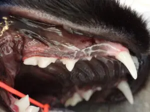 close up of cat's mouth after surgery