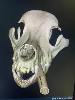 A static image from CBCT scanner