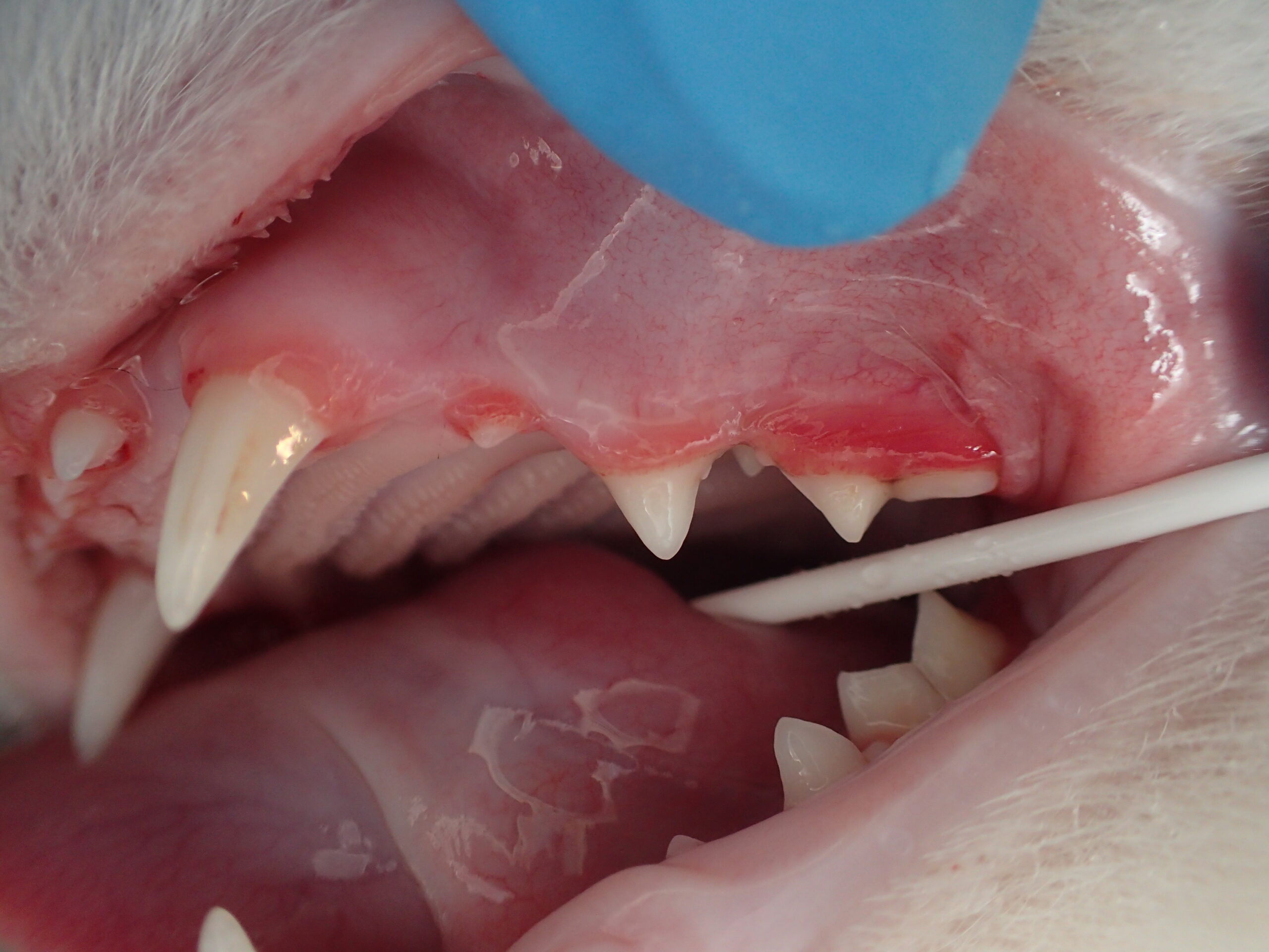 closeup of cat mouth with feline juvenile gingivitis