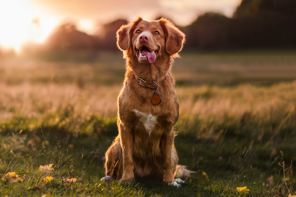 dog in field happy