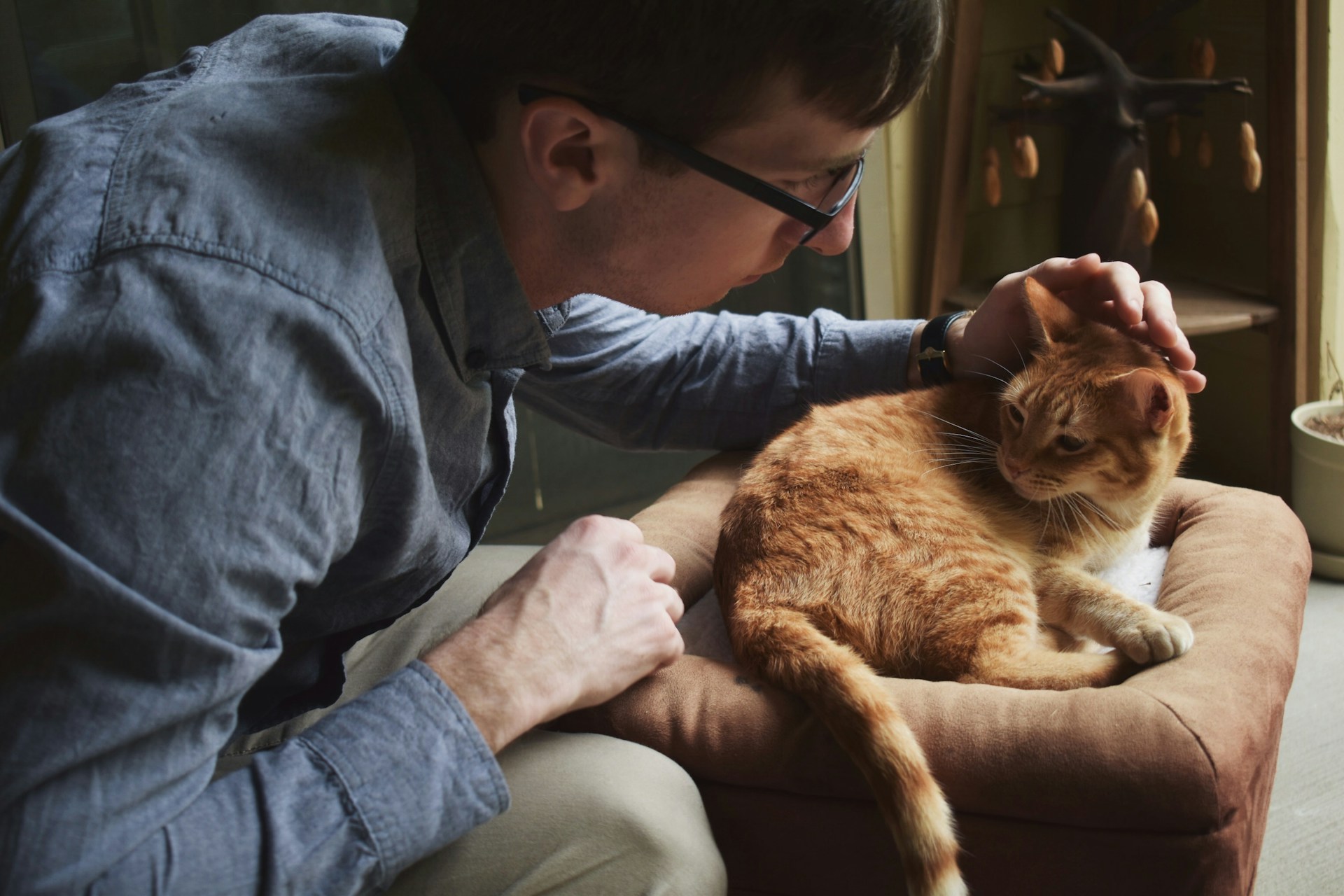 man petting his orange cat curled up on bed