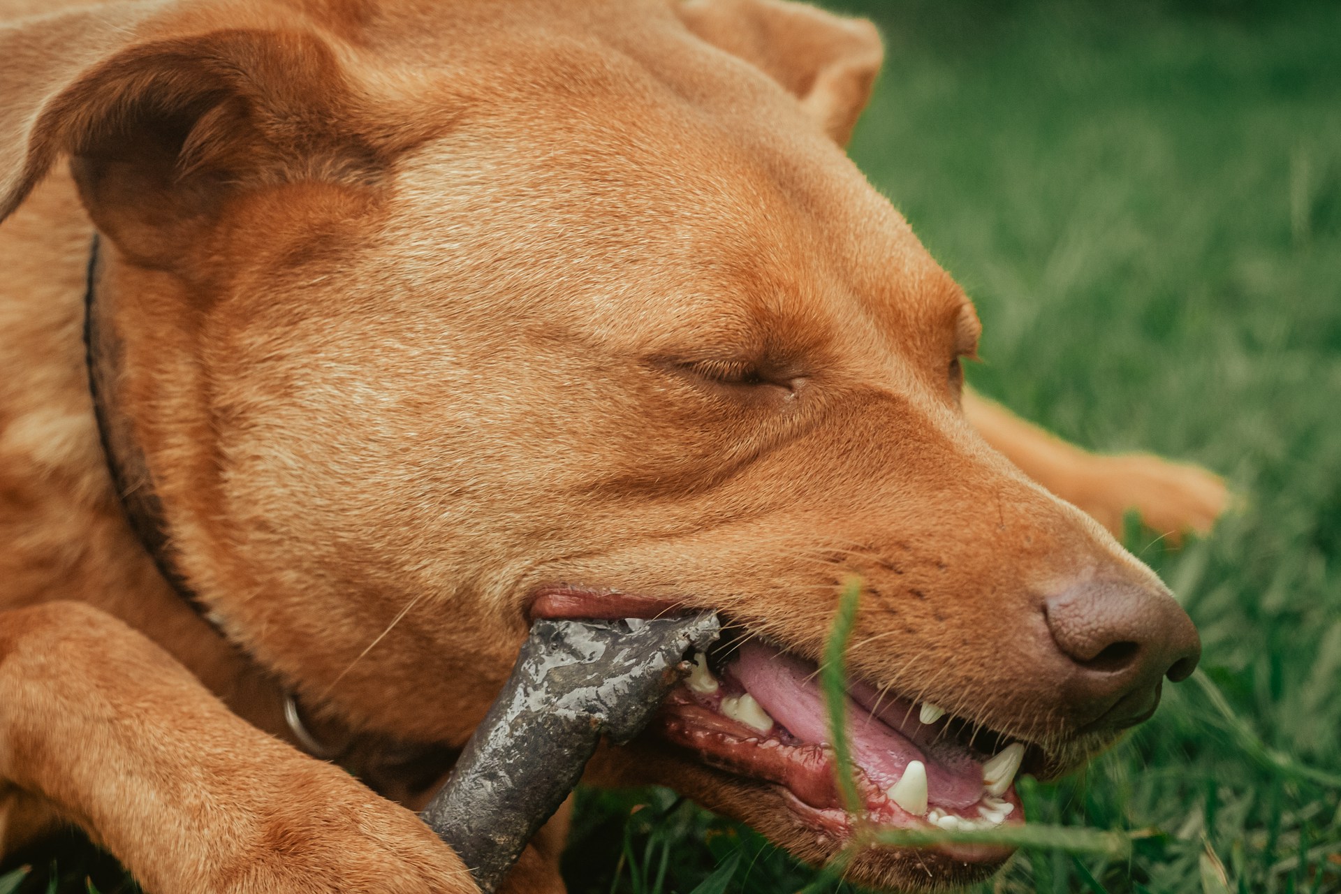 closeup of brown dog chewing on stick in the grass